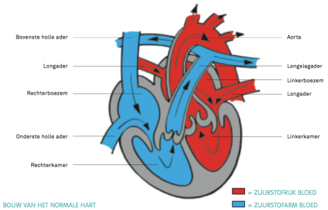 Bloedsomloop normaal hart